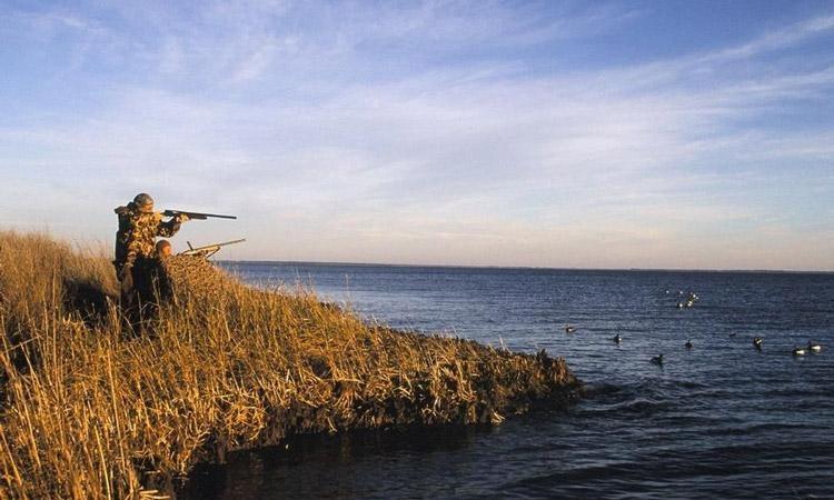 hunting fowl