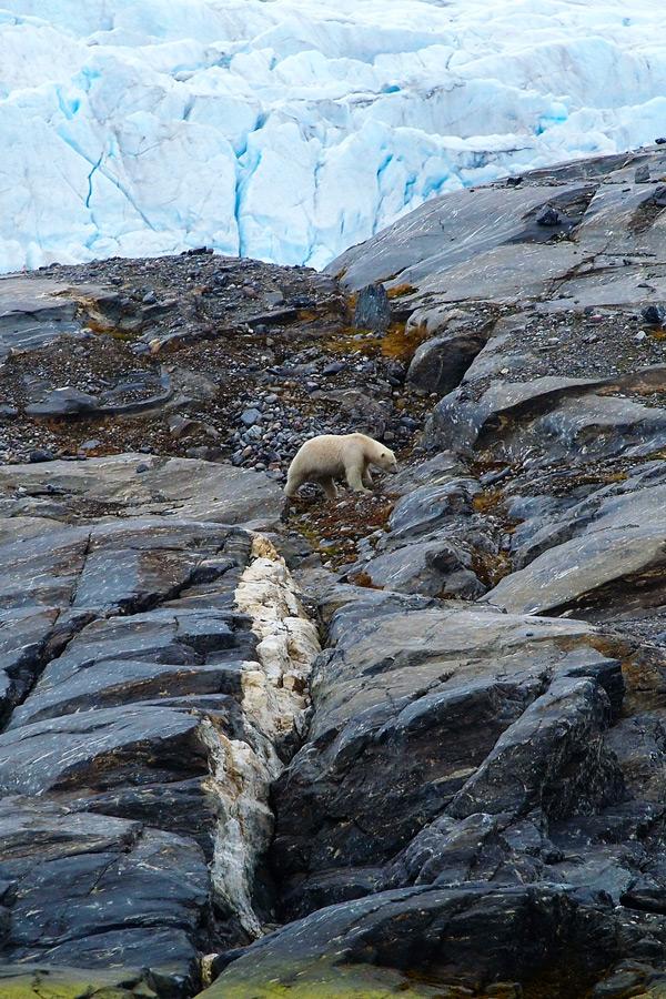 spend a night on a glacier package and see polar bears and more