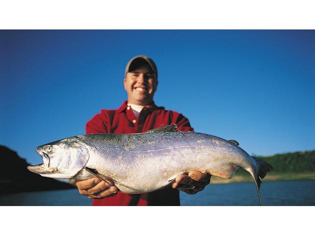 lake sakakwea walleye