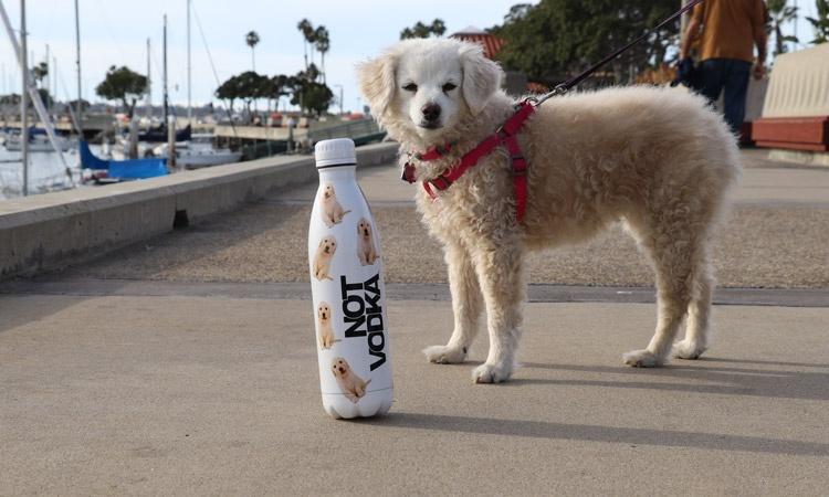 Not Vodka Water Bottles