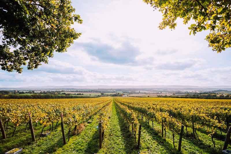 Nyetimber estate British winery