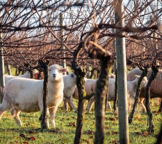 nyetimber sheep in the vineyard