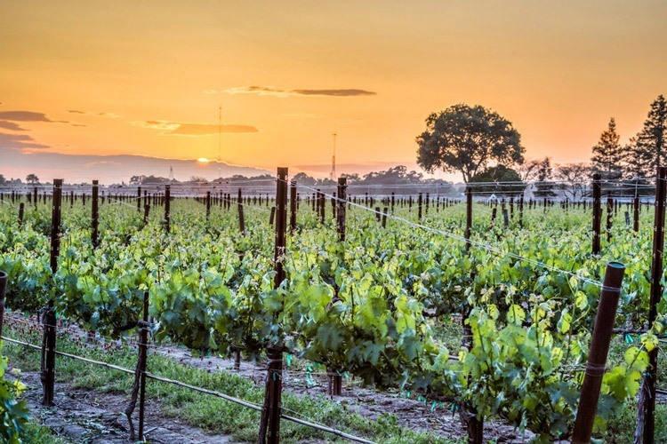 oak farm vineyard lodi california