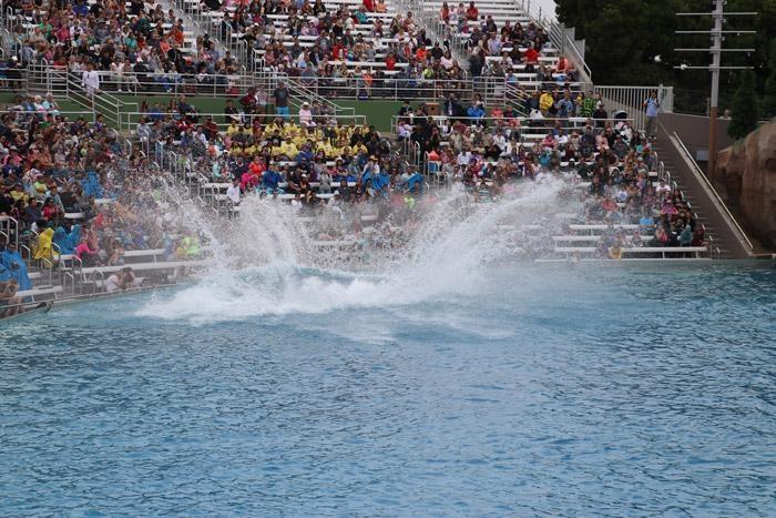 big orca splashes