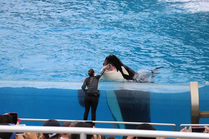 feeding the orcas