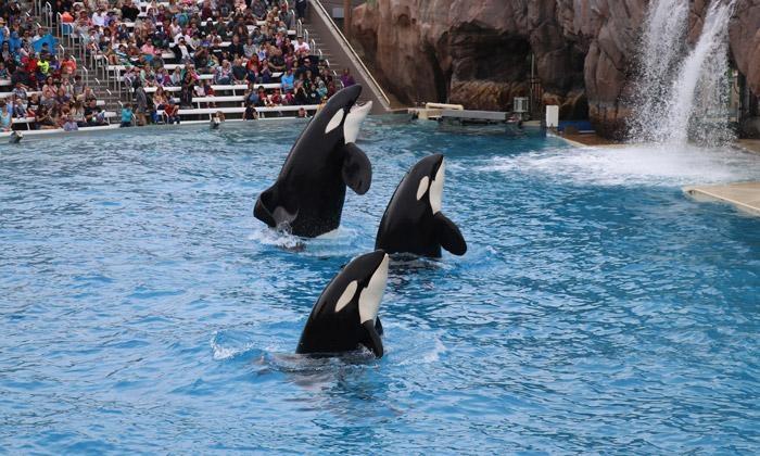 orca trio