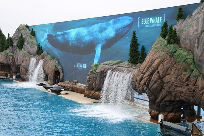 orca vs blue whale