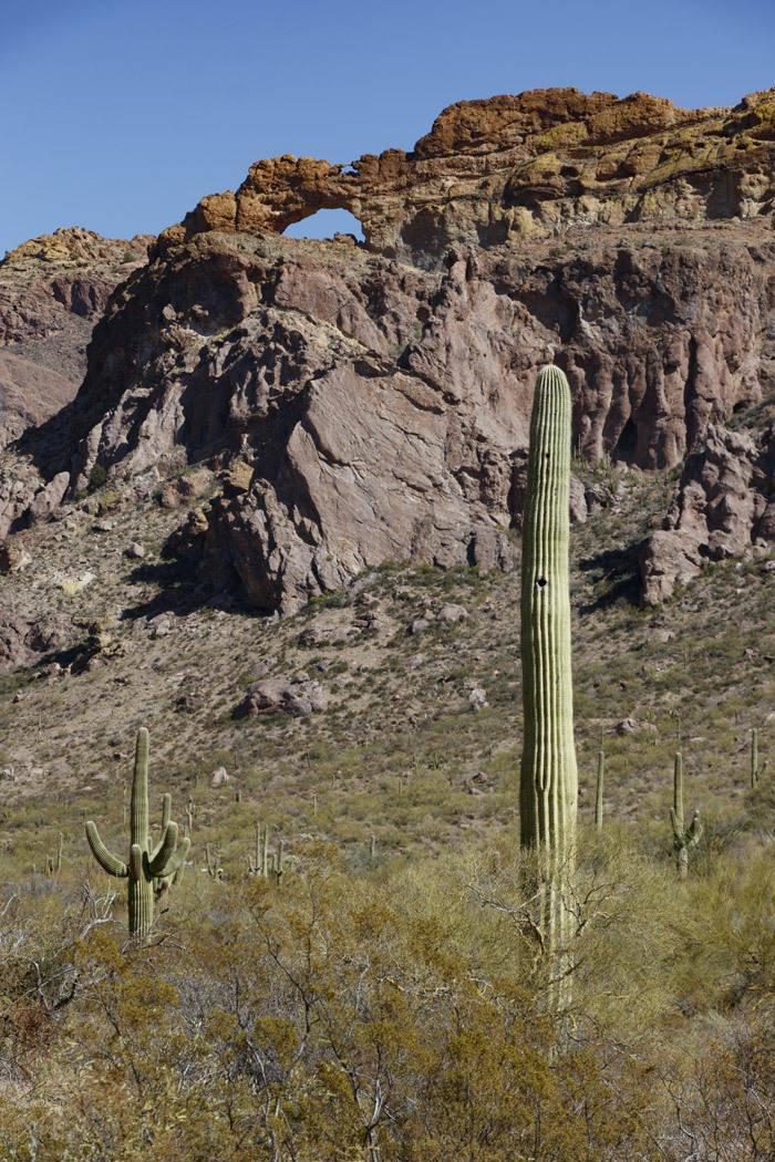 cactus rock arch