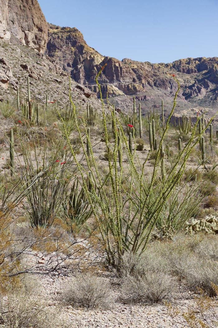 ocotillo bush in bloom