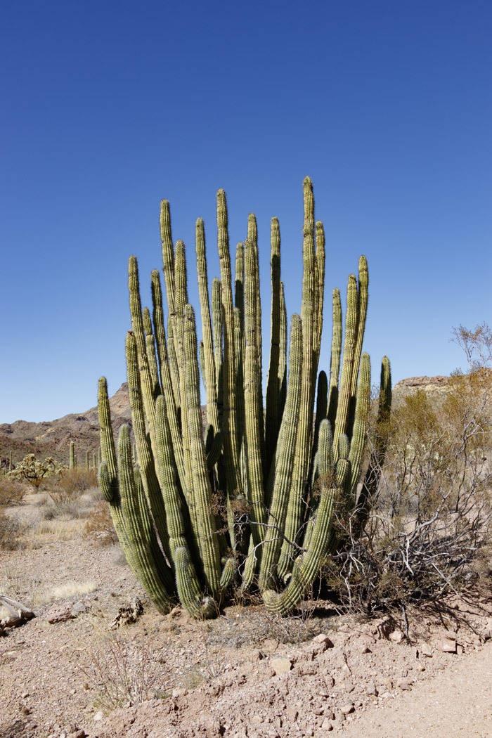 organ pipe cactus
