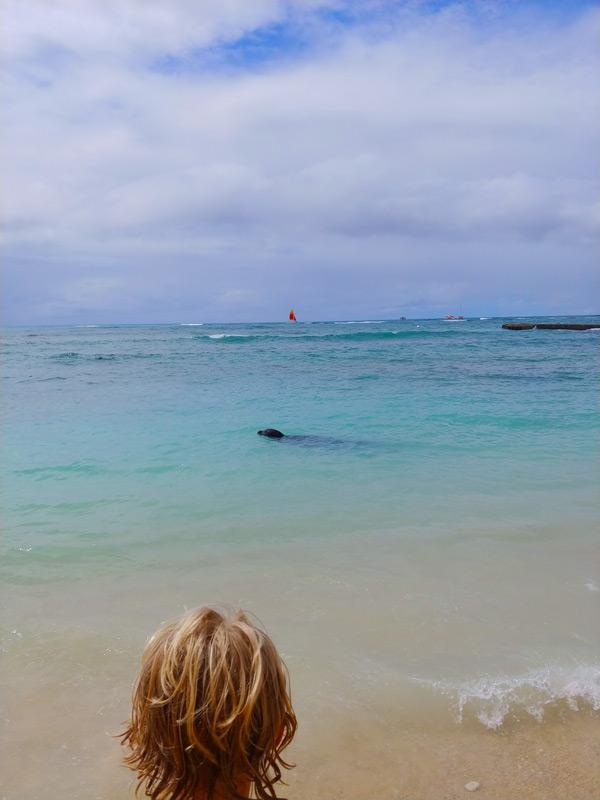 sea lion on waikiki beach