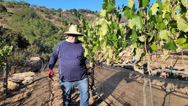 harvesting grapes in a vineyard