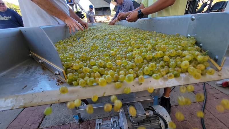 sorting table grape harvest