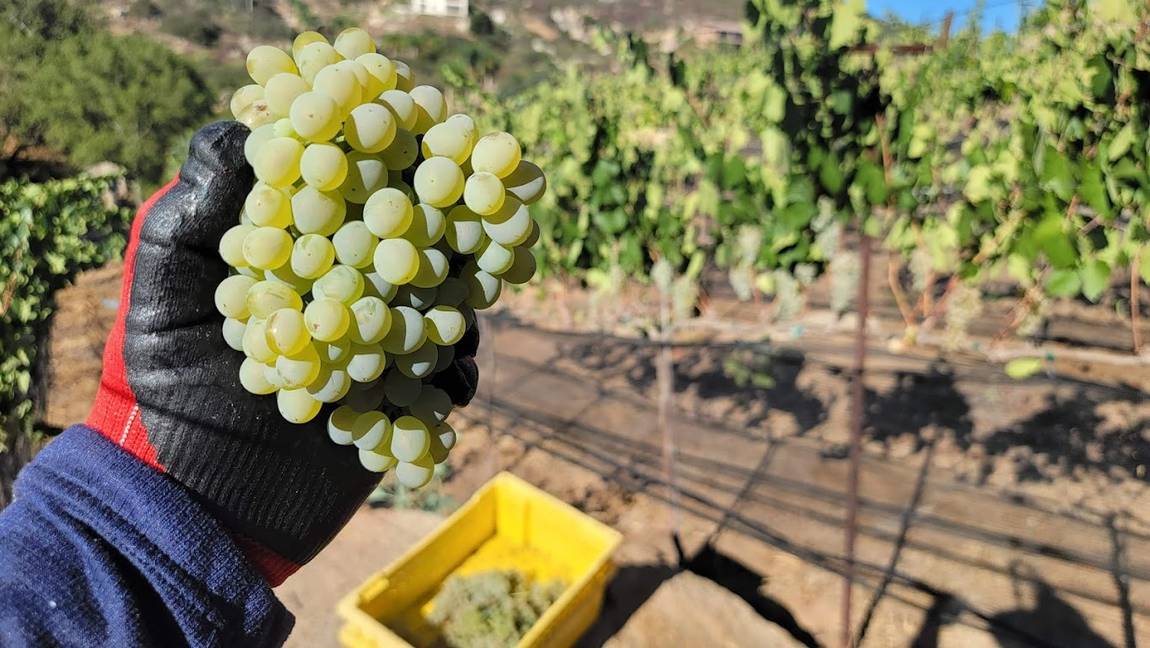 harvesting grapes