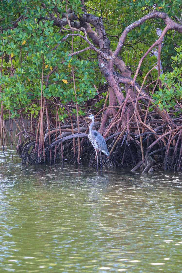 heron