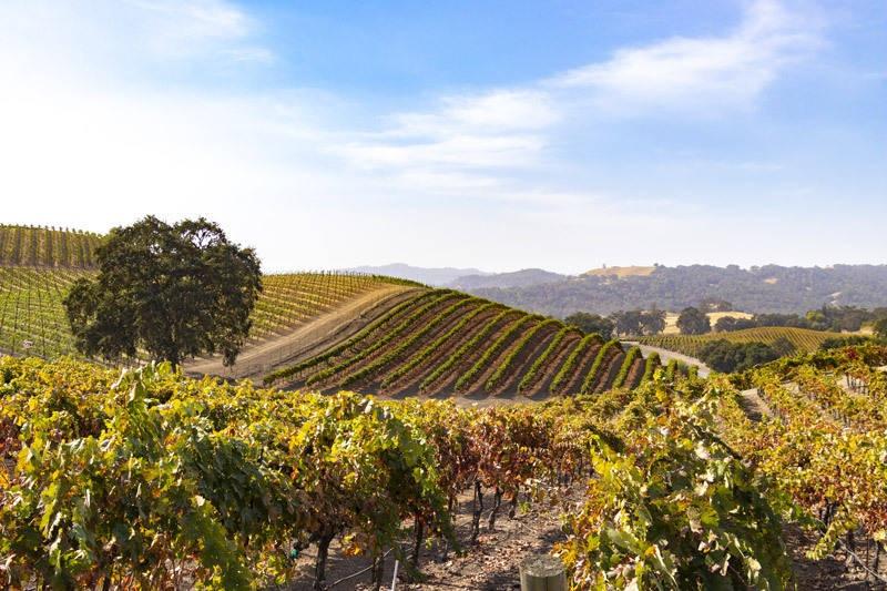 opolo vineyard paso robles california