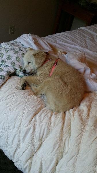 carmel-country-inn-niki-sleeping