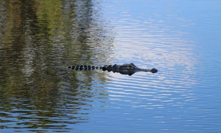 pet alligator at peace river seafood