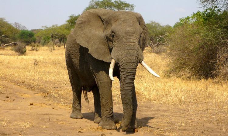 How to Plan the Best African Safari Tour