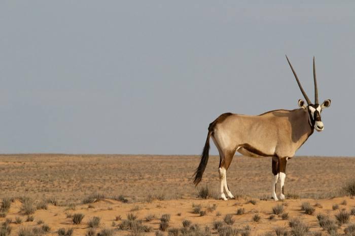 african oryx antelope seen on safari tour