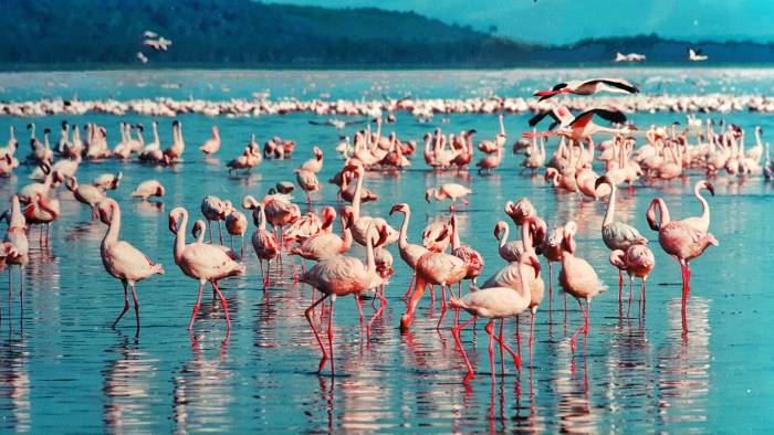 pink flamingo flock at lake nakuru kenya africa safari tour