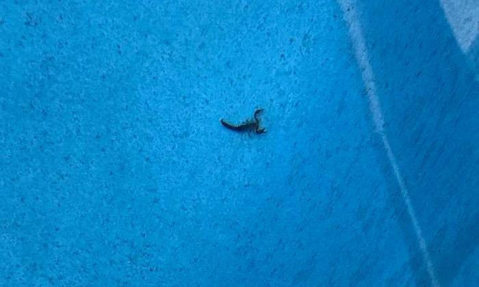 scorpion in pool
