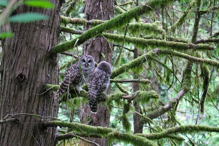 owls at portland arboretum
