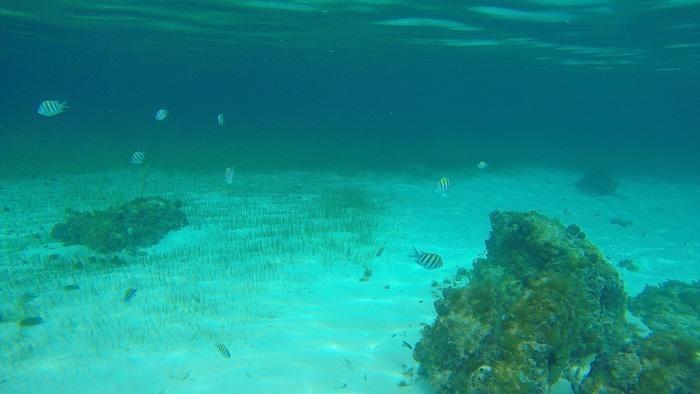 cozumel coral snorkeling 2
