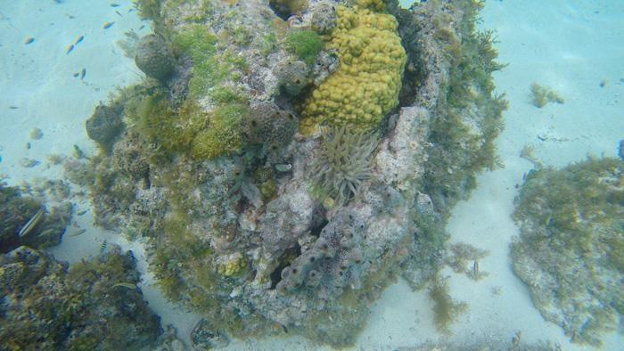 cozumel coral snorkeling