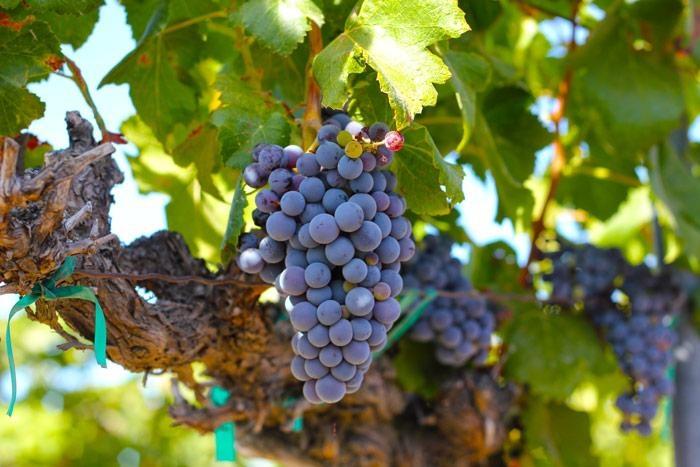 grapes on vine at Columbia Crest winery