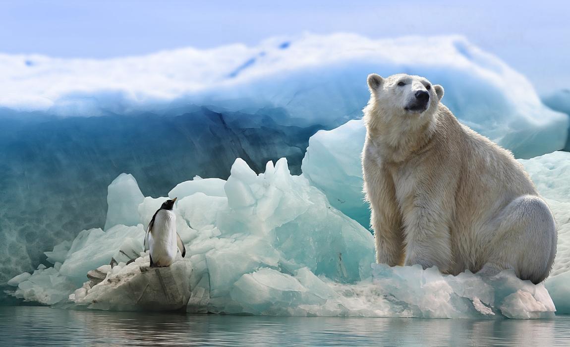 Polar Bear and Penguin on ice in Antarctica Cruise with Coral Princess