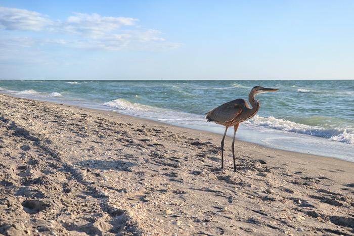 searching for shark teeth and birds englewood beach