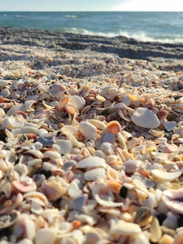 shells on englewood beach florida