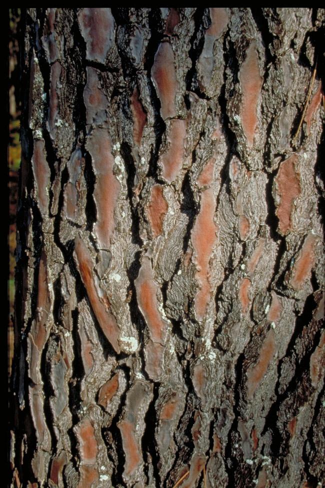 pycnogenol comes from french maritime tree bark