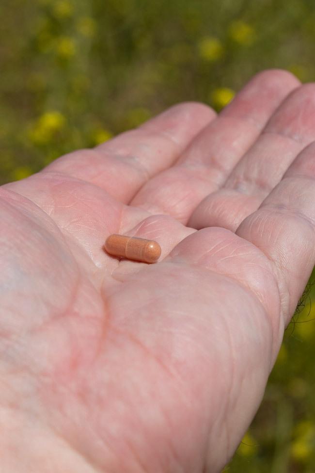 pycnogenol pill in hand
