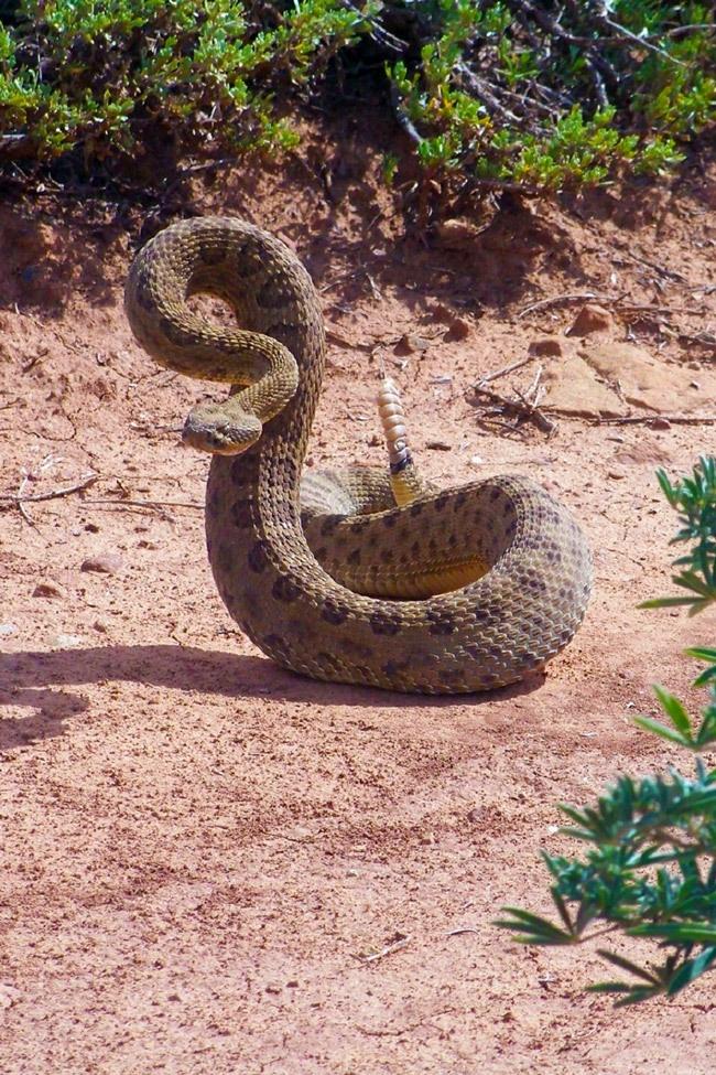 tips to help protect your house and family from rattlesnakes