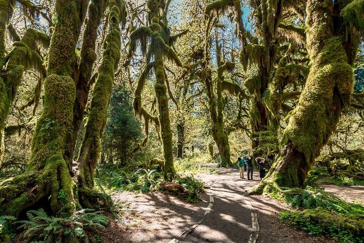 hoh rainforest