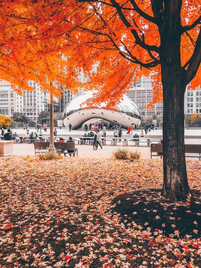 the bean chicago in fall