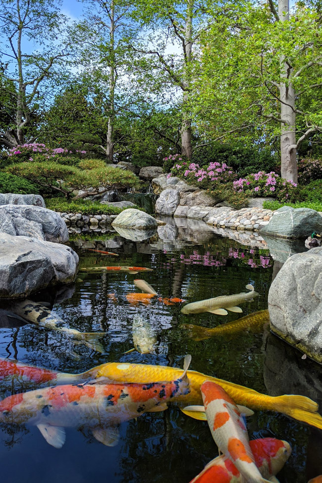 koi pond japanese garden at balboa park san diego california