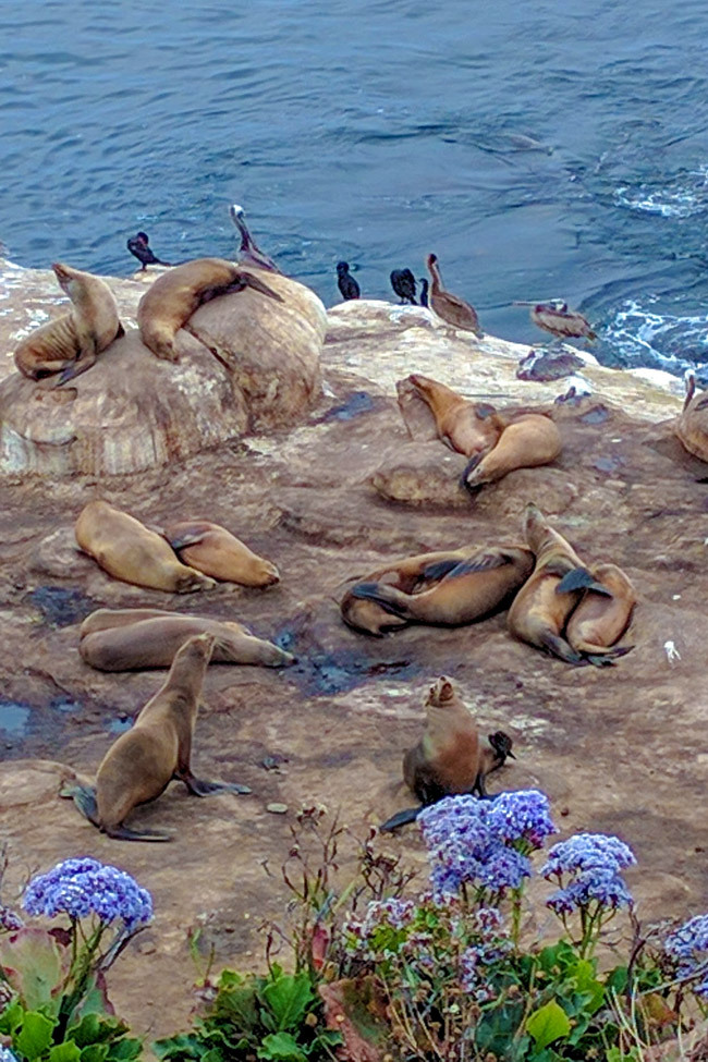 Looking at sea lions playing in La Jolla California  San Diego