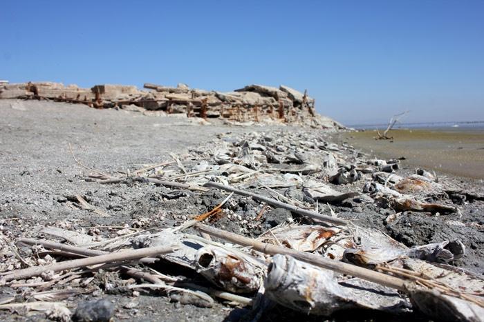 bombay beach fish kill