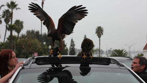 hawk-on-sun-roof