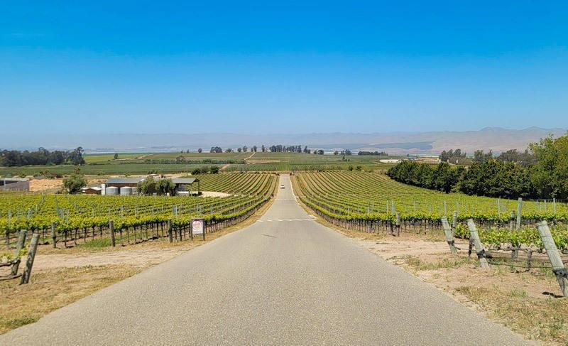 santa maria california vineyard at presquile winery