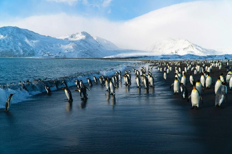 penguins on the beach in antarctica