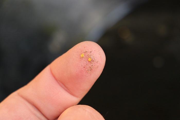 gold flakes on finger at alaska 360 experience skagway