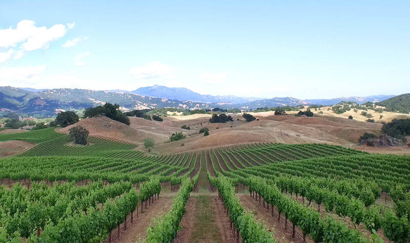 jordan vineyard sonoma county california wine
