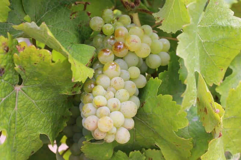 chenin blanc grapes - Photographer: Ina Smith wines of South Africa