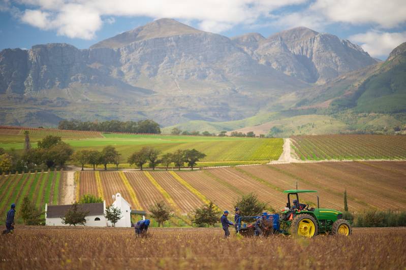 harvesting of vines cottage Photographer: Bosman Family Vineyards Wines of South Africa