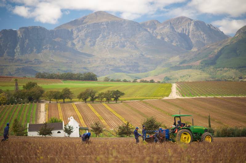 harvesting of vines cottage Photographer: Bosman Family Vineyards Wines of South Africa