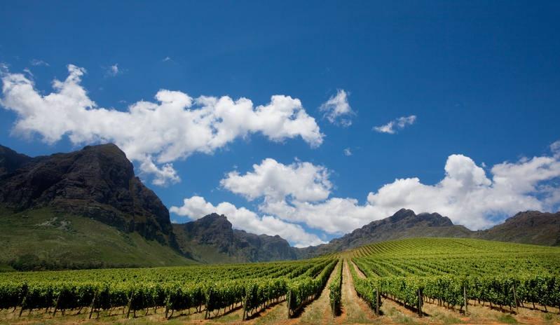 oldenburg wosa - Photographer: Charmaine Greiger Wines of South Africa